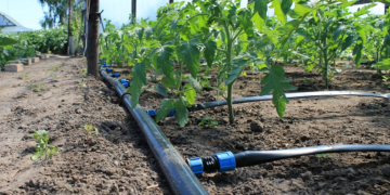 Технология и правила устройства капельного полива