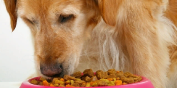 Как выбрать подходящий корм для собак и рекомендации