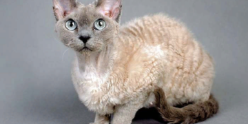 Как ухаживать за кошками породы «Девон-рекс» и их плюсы
