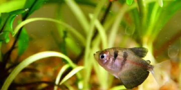 Выбираем соль для аквариума и рекомендации