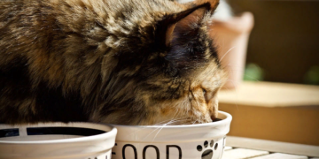 Выбор корма для кастрированных котов: советы и критерии