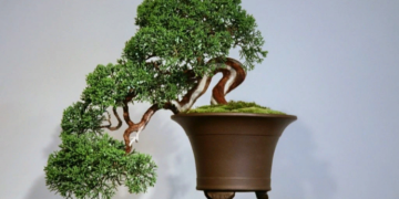 Правила выращивания карликовых деревьев