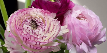 Идеи оформления букета из ранункулюса и советы