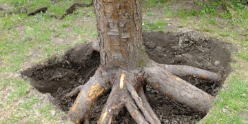 Правила и основные этапы выкорчевывания пней