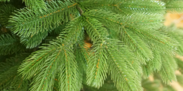 Критерии, по которым можно отличить искусственную ель от настоящей