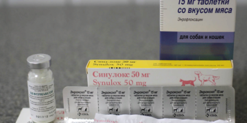 Как выбирать антибиотик для собаки правильно