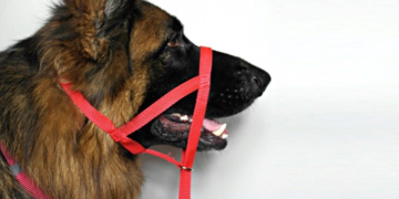 Какие поводки для собак лучше выбирать и советы