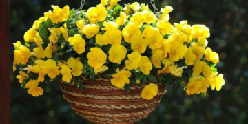 Посадка та правила вирощування ампельної віоли