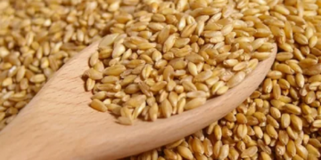 Експорт зернових культур з України до Європи: правила та поради