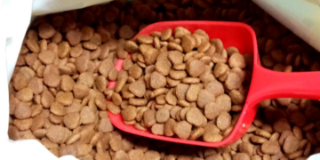 Как правильно подобрать корм для кошек и несколько советов