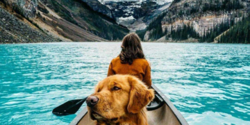 Как подготовить своего питомца к поездке на море или в горы