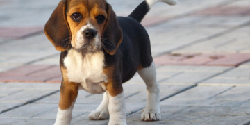 Как выбирать средства от глистов для собак и основные разновидности