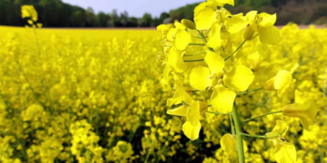 Як правильно вирощувати озимий ріпак та декілька корисних порад