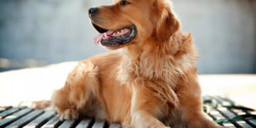 Что представляет собой анкилостомоз у собак и особенности лечения