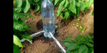 Капельный полив в теплице: бутылки и капельная лента