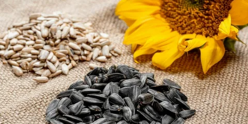 Посадка насіння соняшника: що потрібно знати та поради