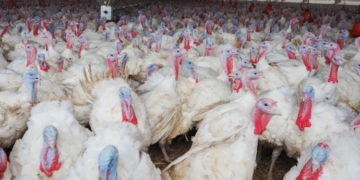 Выбор и организация бизнеса с индейками для начинающих