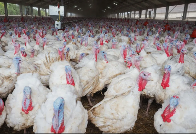 Выбор и организация бизнеса с индейками для начинающих