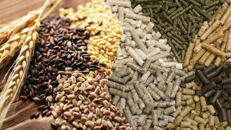 Обзор видов кормовых добавок для птиц и советы по их выбору