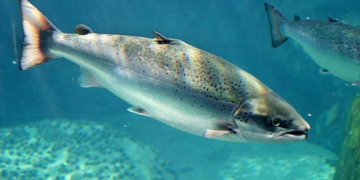 Идеи и советы по приготовлению лосося для вкусных и полезных блюд