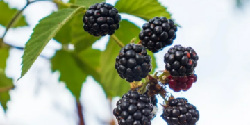 Польза ежевики для здоровья: витамины, свойства и возможные противопоказания