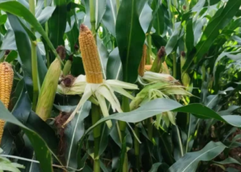 Высокоурожайная кукуруза: преимущества выращивания и особенности производства