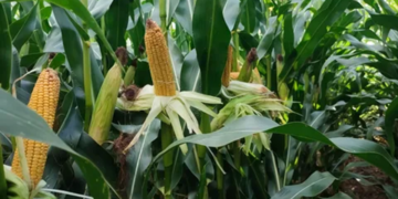 Высокоурожайная кукуруза: преимущества выращивания и особенности производства