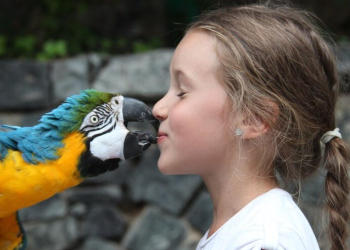 Как научить попугая говорить: первые слова без стресса и лишних ошибок