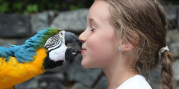 Как научить попугая говорить: первые слова без стресса и лишних ошибок
